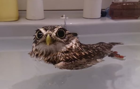 This Little Owl Taking A Bath Is So Cute I Can Barely Handle It