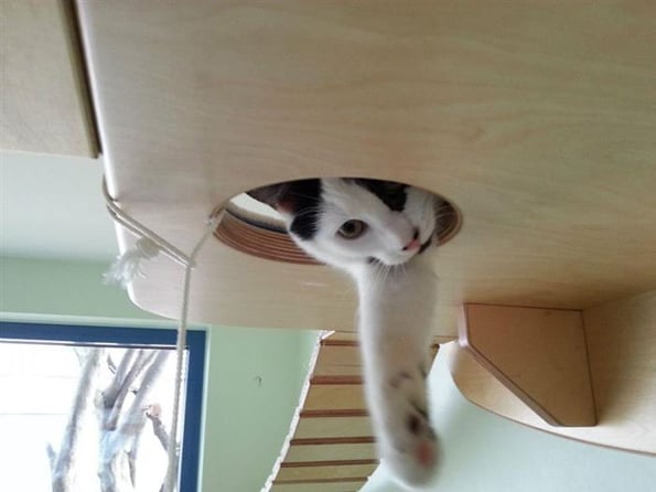 cat-playground-2