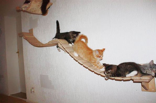 cat-playground-4