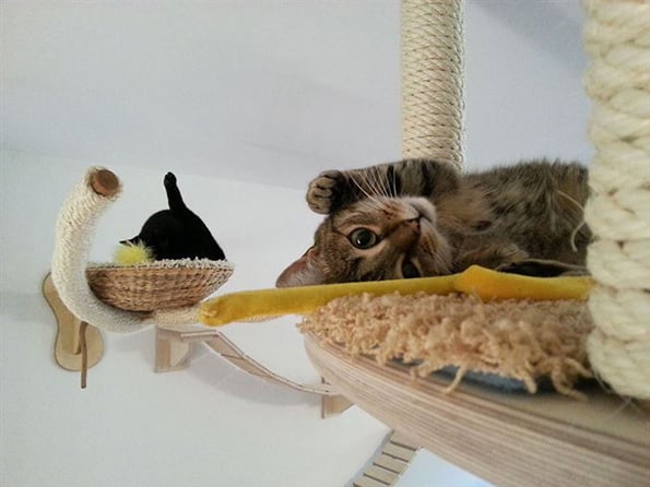 cat-playground-6