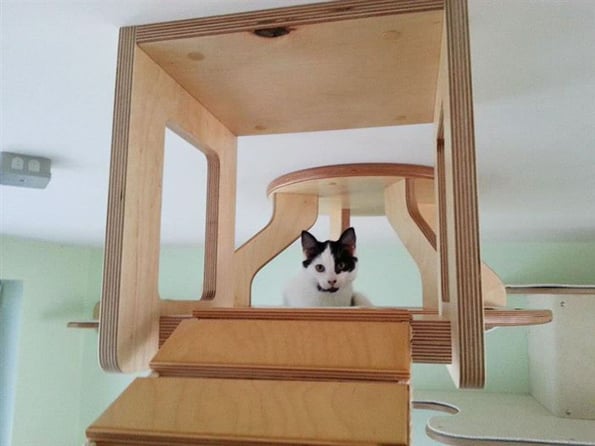 cat-playground-7