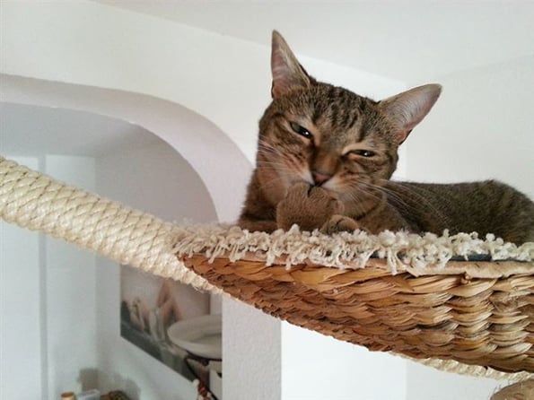 cat-playground-9