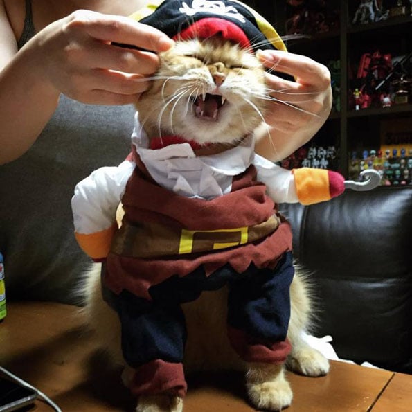 cat-jack-sparrow-1
