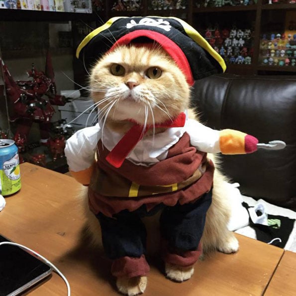 cat-jack-sparrow-2