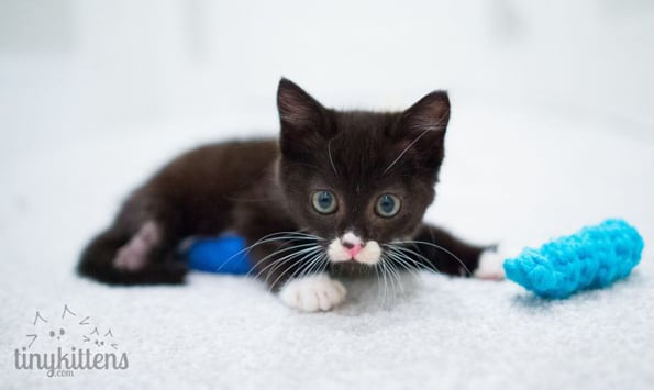 kitten-wheelchair-2