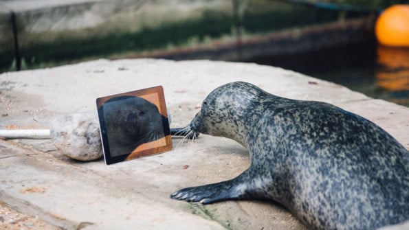 One Separated Seal Couple Keeps In Touch Through Facetime
