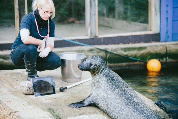 seal-facetime-2