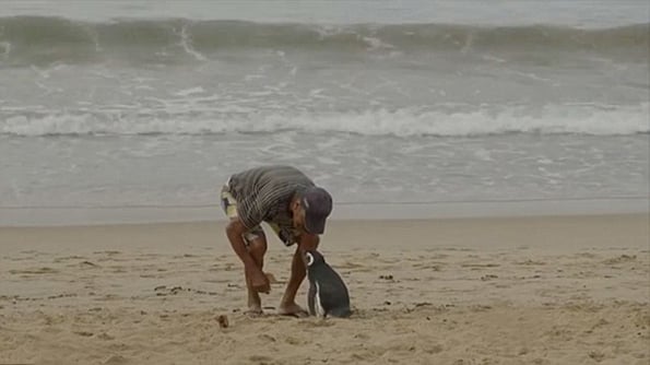 dindim-penguin-swim-5k-2