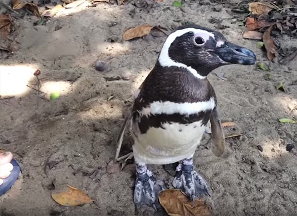 dindim-penguin-swim-5k-4