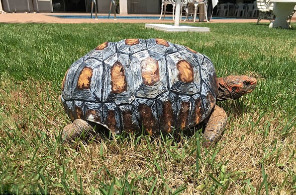 tortoise-3d-printed-shell-freddy-1