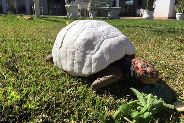 tortoise-3d-printed-shell-freddy-4