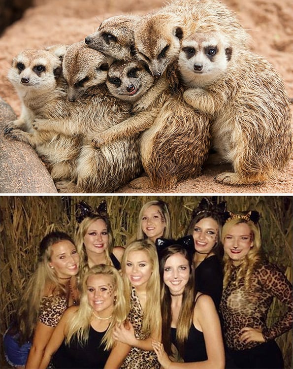 sorority girls