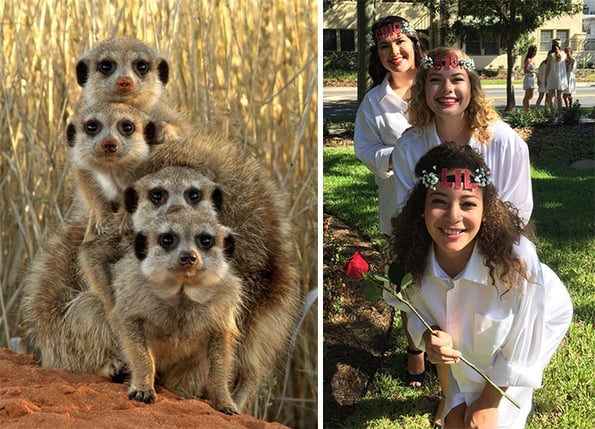 sorority girls pose like meerkats-4