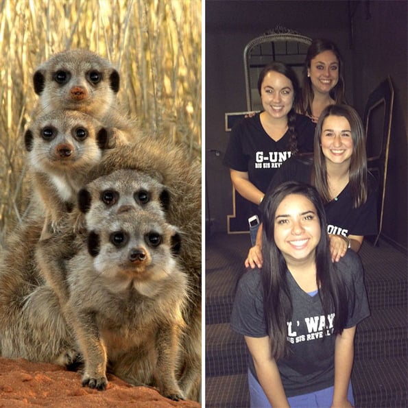 sorority girls pose like meerkats