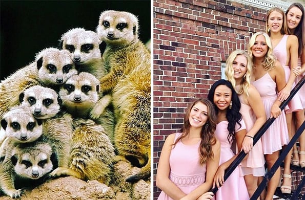sorority girls pose like meerk