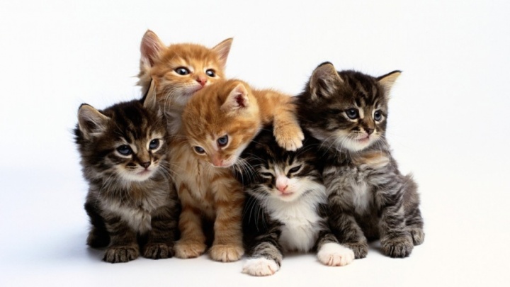 Now’s The Time To Get Your Tickets To This Year’s CatCon!