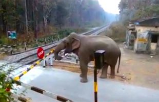 Elephant Cross the railway track