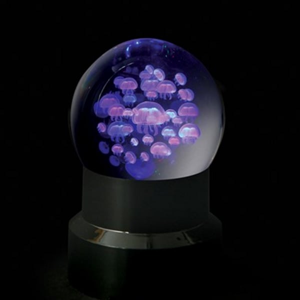 jellyfish