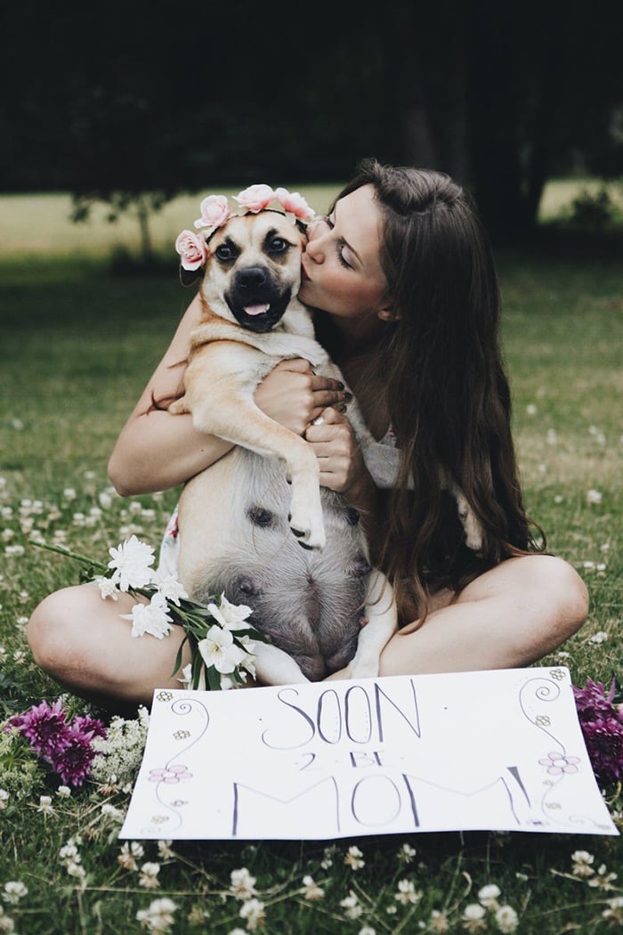 Photoshoot Of Pregnant Dog