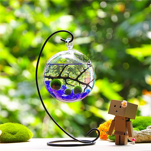 Marimo Aqua Terrarium Kit for Home or Office