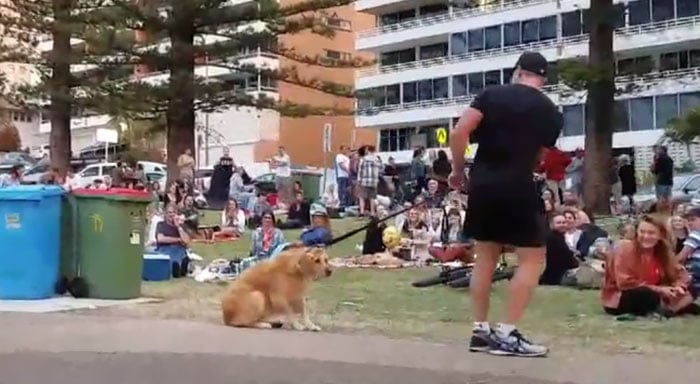 dog plays dead in the apark
