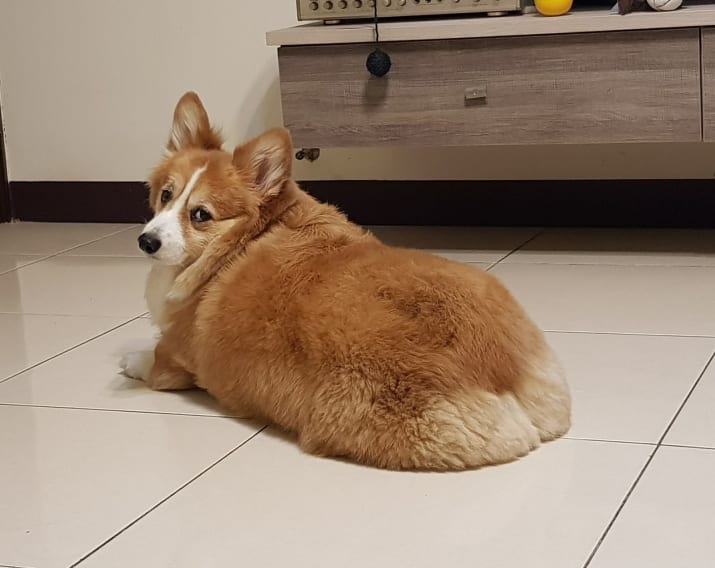 fluffy but of dog