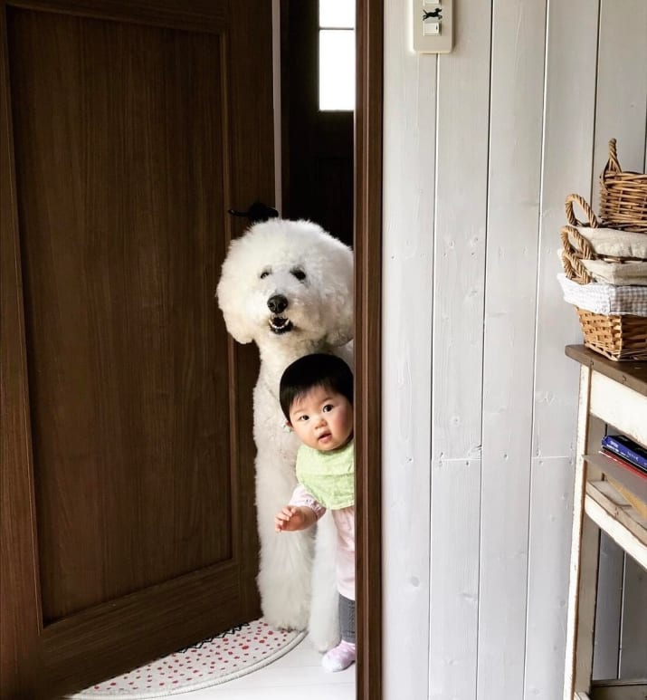 giant dog and baby