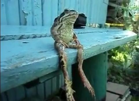 Frog Looks Like Human When He Sits on Bench