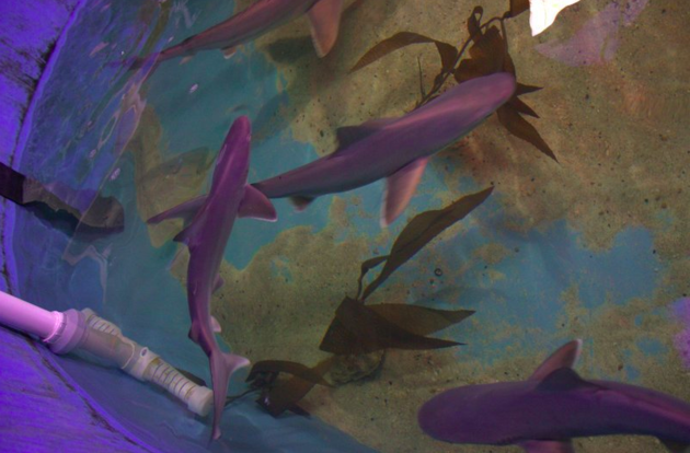 Illegal Sharks at Home Basement
