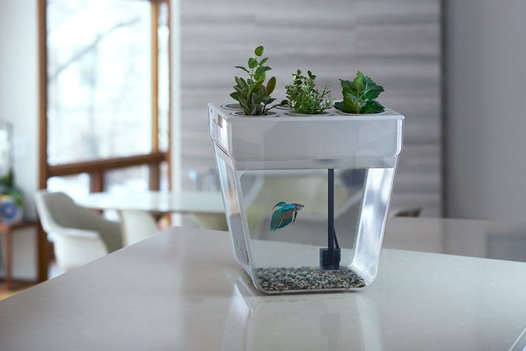 AquaFarm Fish Tank