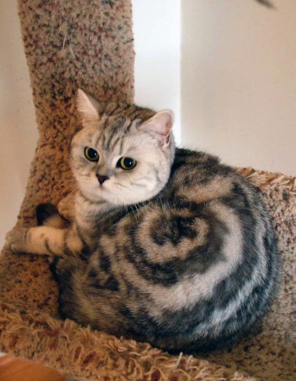 cinamom cat fur