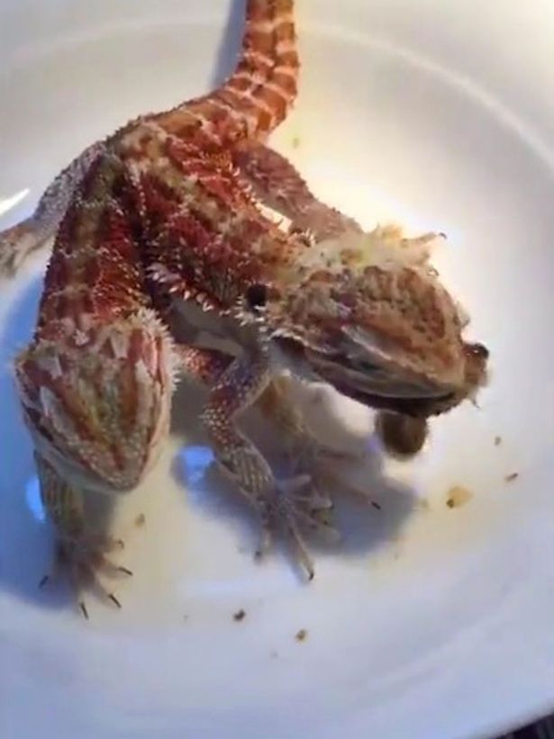 double headed dragon lizard