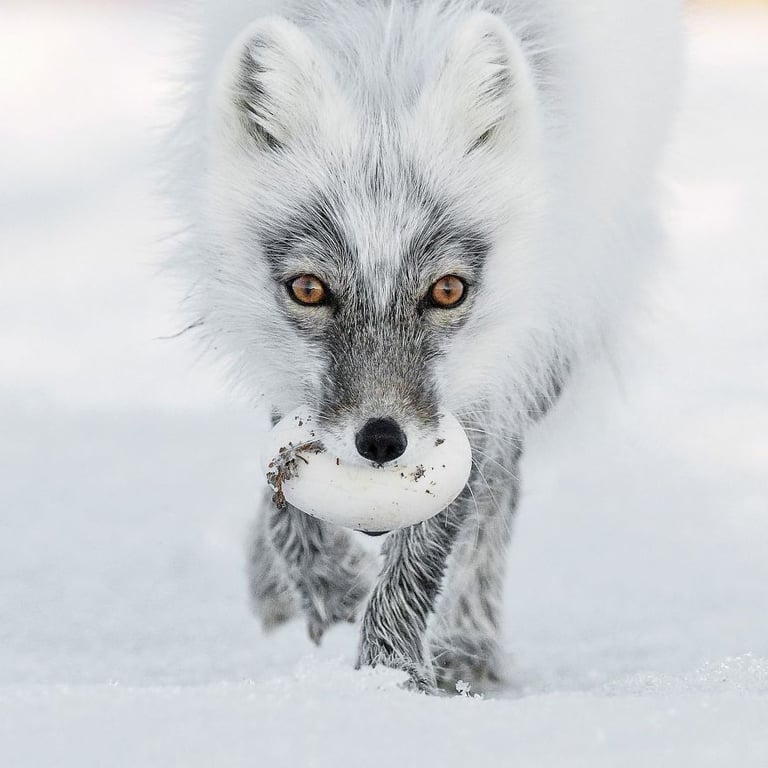 finalists wildlife photographer