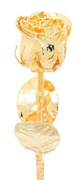 gold rose