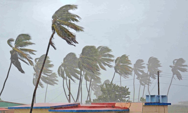 Palm Trees