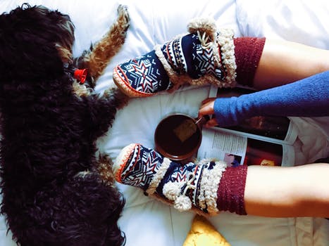 Holiday Gift Guide for Pets and their Parents