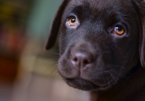 Holiday Gift Guide for Pets