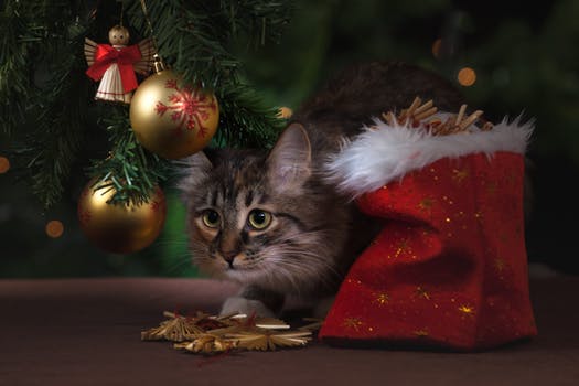 Holiday Gift Guide