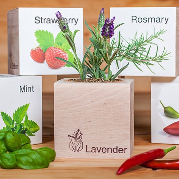 Pre-Seeded Organic Wood Planters