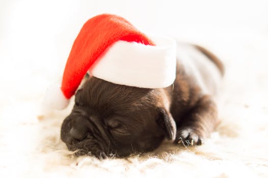 holiday dog