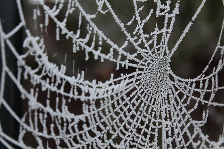 spiderweb in winter