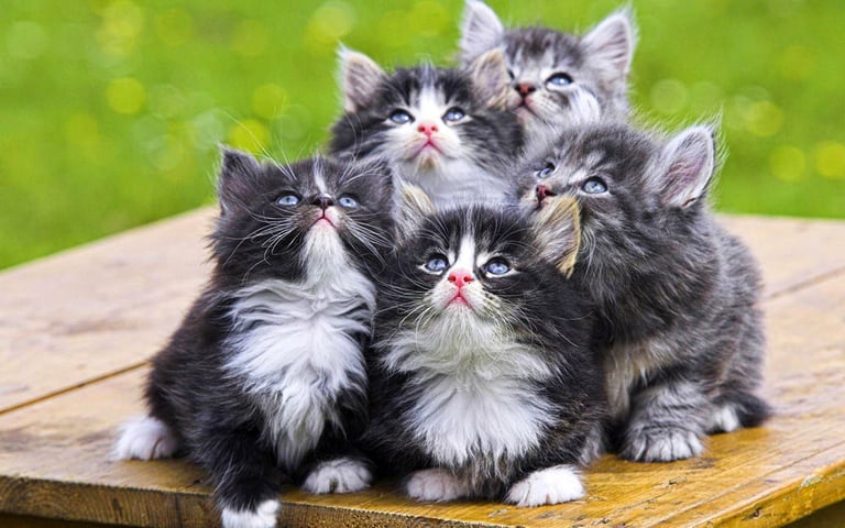 cute cat moments
