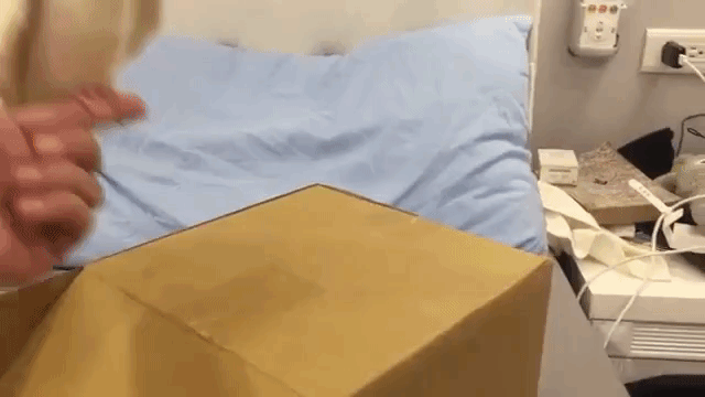 cockatiel tap dances