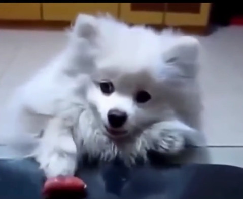 cute puppies