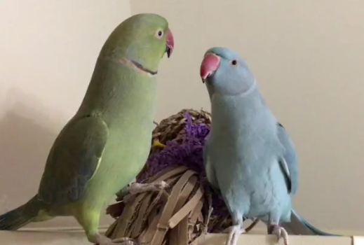 parrot brothers