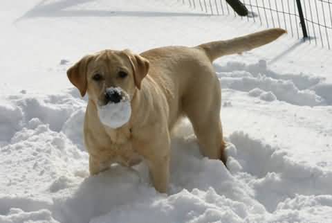 snow ball and the dog