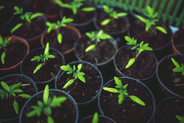 How Greenhouse Gardening Improves Your Mental Health