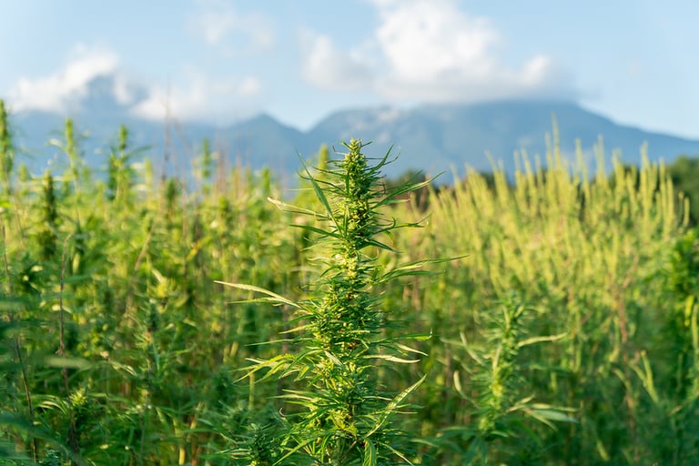Scientifically Proven Ways CBD Can Affect One’s Health