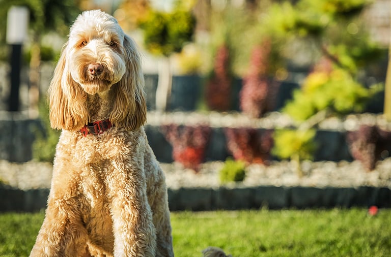Cute Obediant Goldendoodle Crossbreed Sitting Patiently On Green