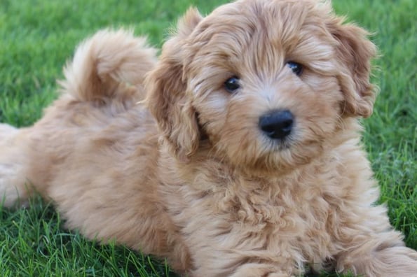 dog2